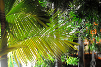 2011 Away - Grand Cayman